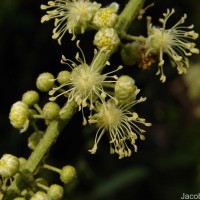 Croton caudatus Geiseler